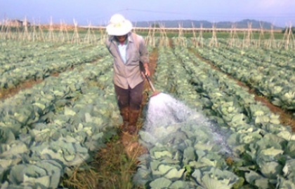 Thủ tục nhập khẩu thuốc bảo vệ thực vật